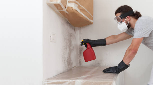 Professional Mold Cleanup technician working in Edwardsburg, MI