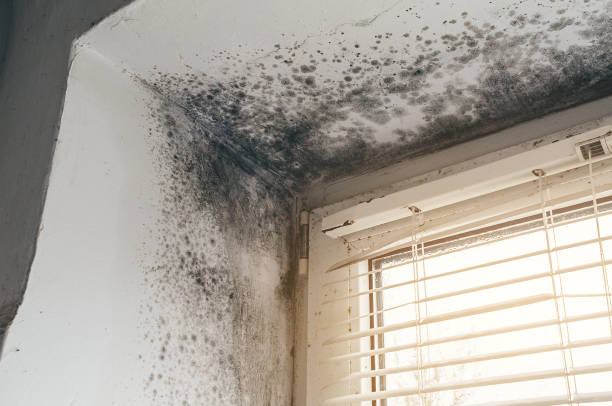 Affordable Mold Cleanup solutions in Edwardsburg, MI